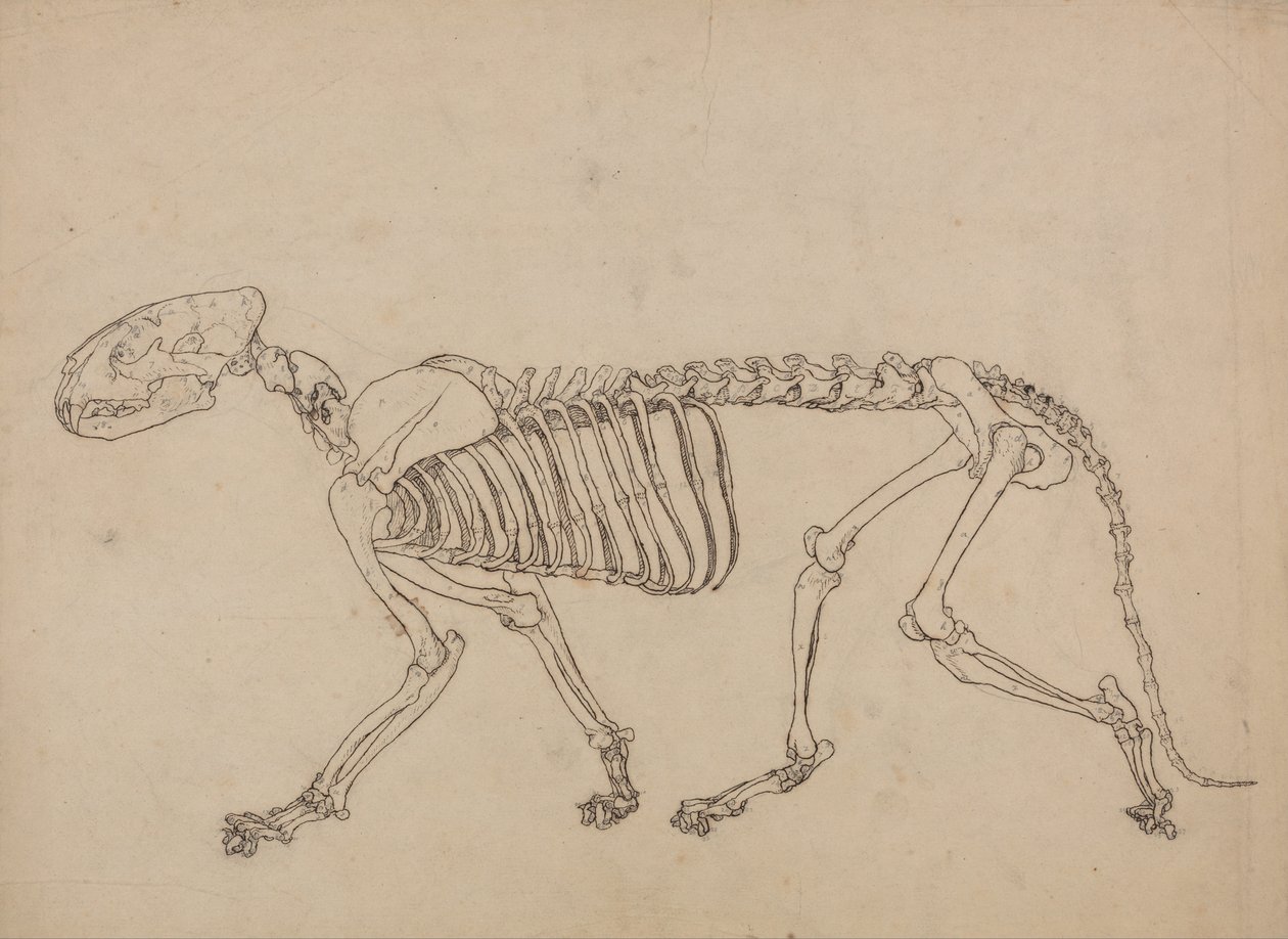 En komparativ anatomisk fremstilling af menneskekroppens struktur med en tiger og en ... af George Stubbs
