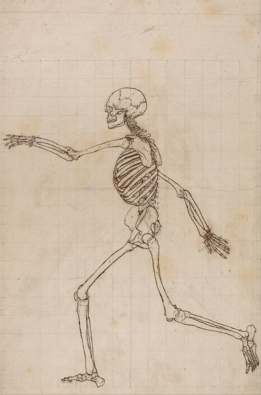 En komparativ anatomisk fremstilling af menneskekroppens struktur med en tiger og en ... af George Stubbs