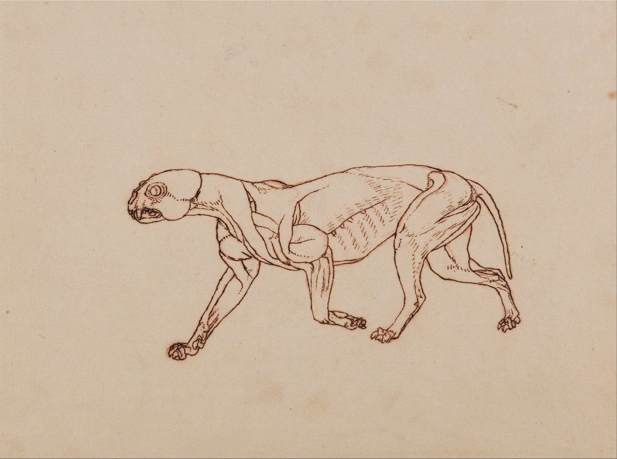 En sammenlignende anatomisk redegørelse for menneskekroppens opbygning i forhold til tigerens og ko... af George Stubbs