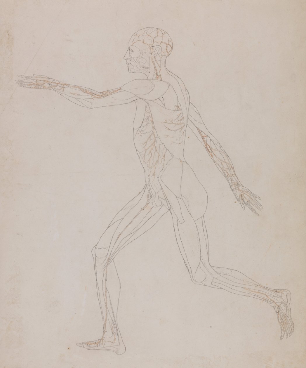 En komparativ anatomisk fremstilling af menneskekroppens struktur med en tiger og en ... af George Stubbs