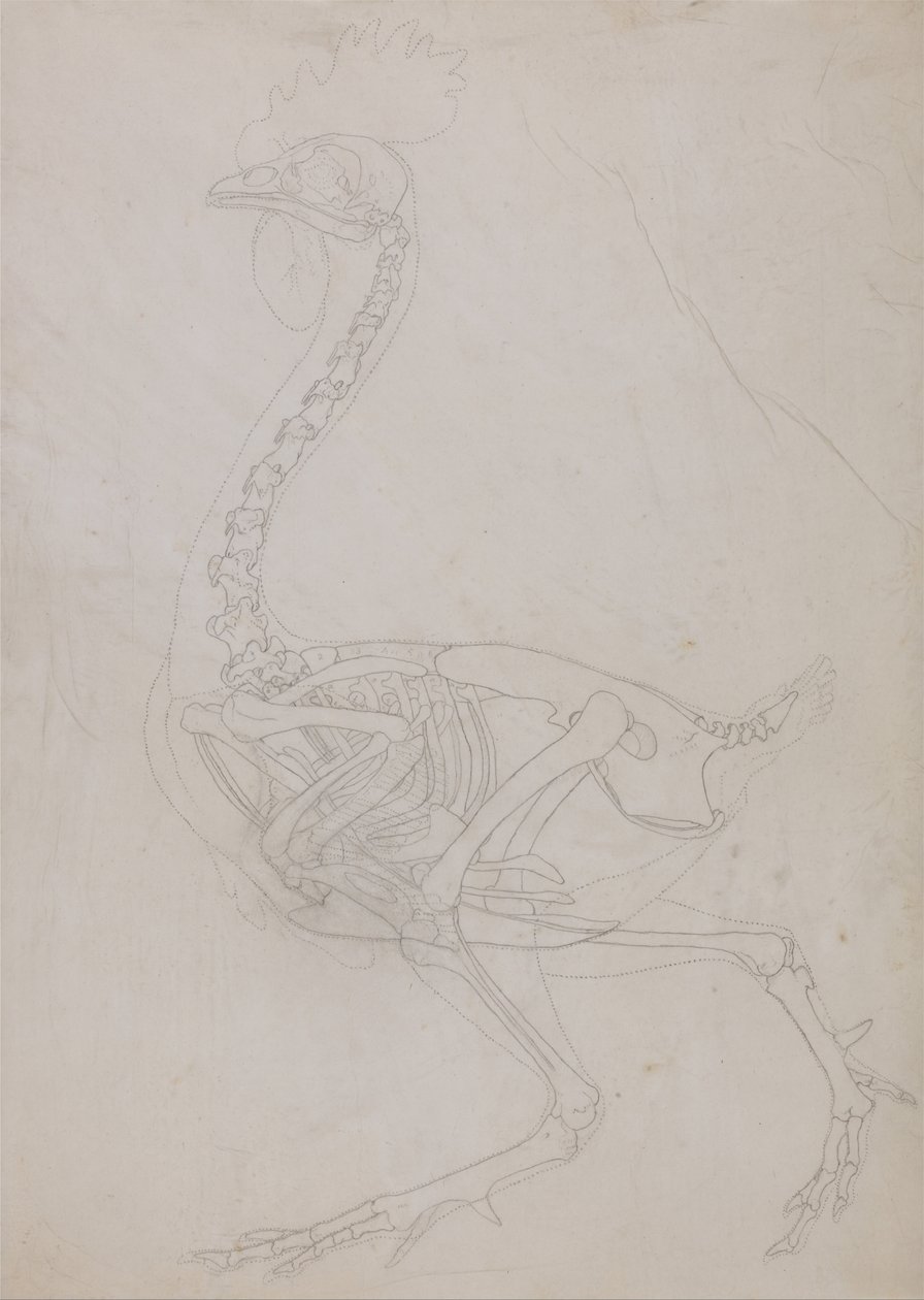 En komparativ anatomisk fremstilling af menneskekroppens struktur med en tiger og en ... af George Stubbs