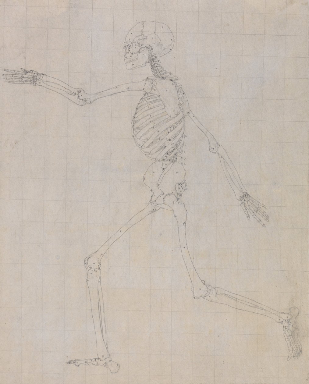 En sammenlignende anatomisk redegørelse for menneskekroppens opbygning i forhold til tigerens og ko... af George Stubbs