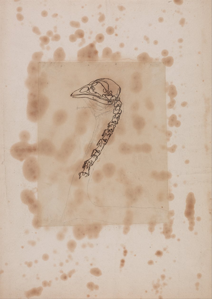 En komparativ anatomisk fremstilling af menneskekroppens struktur med en tiger og en ... af George Stubbs