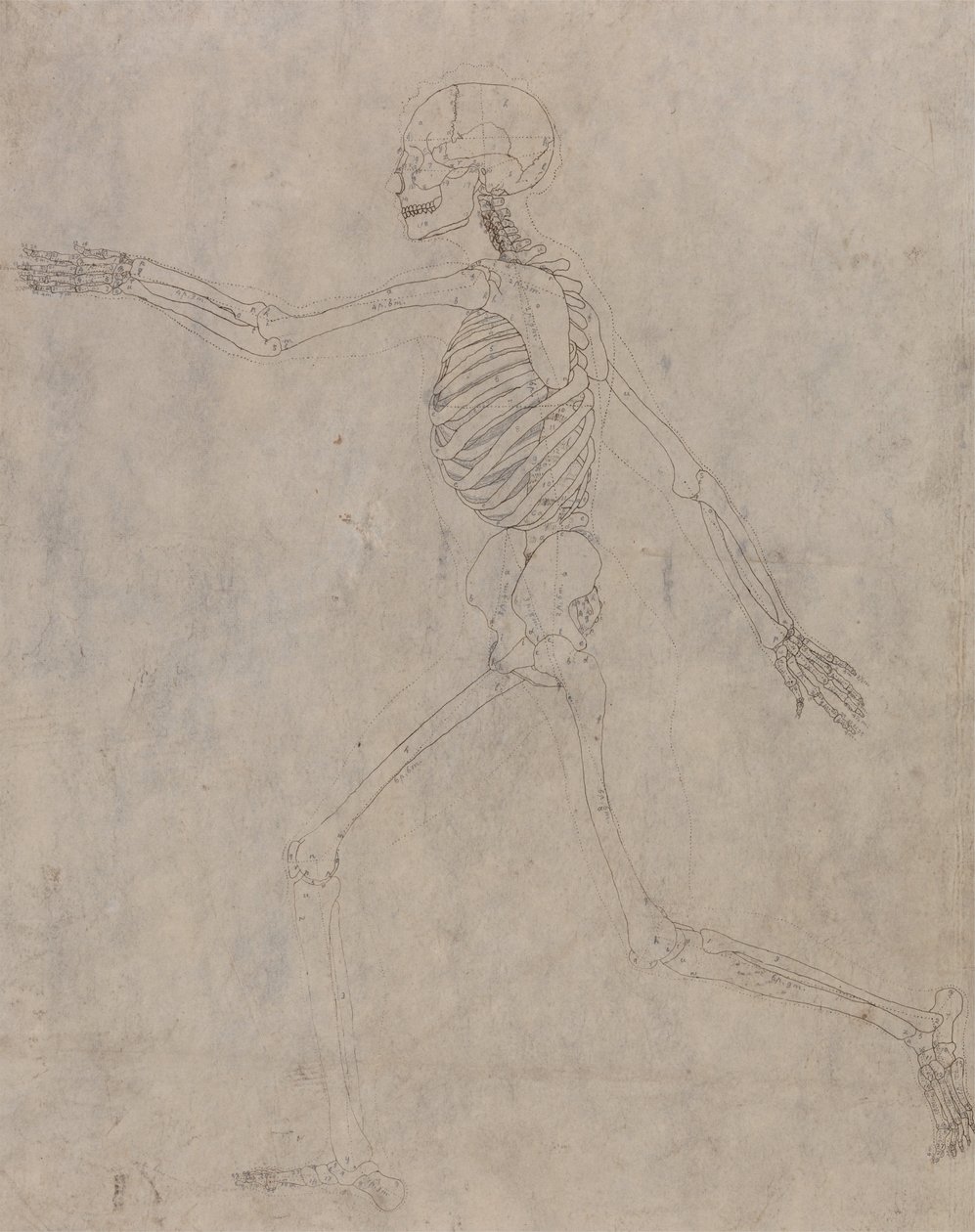 En komparativ anatomisk fremstilling af menneskekroppens struktur med en tiger og en ... af George Stubbs