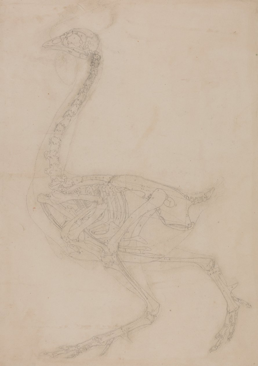 En komparativ anatomisk fremstilling af menneskekroppens struktur med en tiger og en ... af George Stubbs