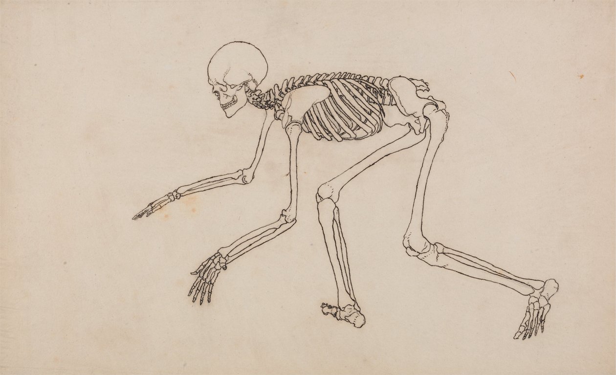 En komparativ anatomisk fremstilling af menneskekroppens struktur med en tiger og en ... af George Stubbs