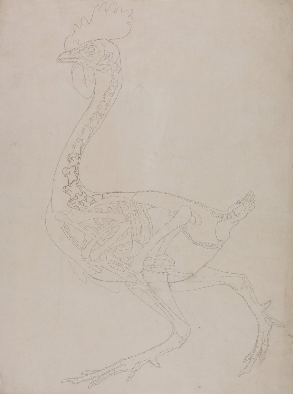En komparativ anatomisk fremstilling af menneskekroppens struktur med en tiger og en ... af George Stubbs