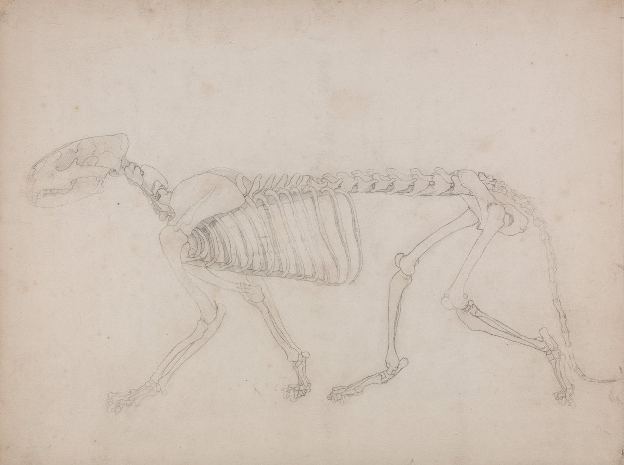 En komparativ anatomisk fremstilling af menneskekroppens struktur med en tiger og en ... af George Stubbs