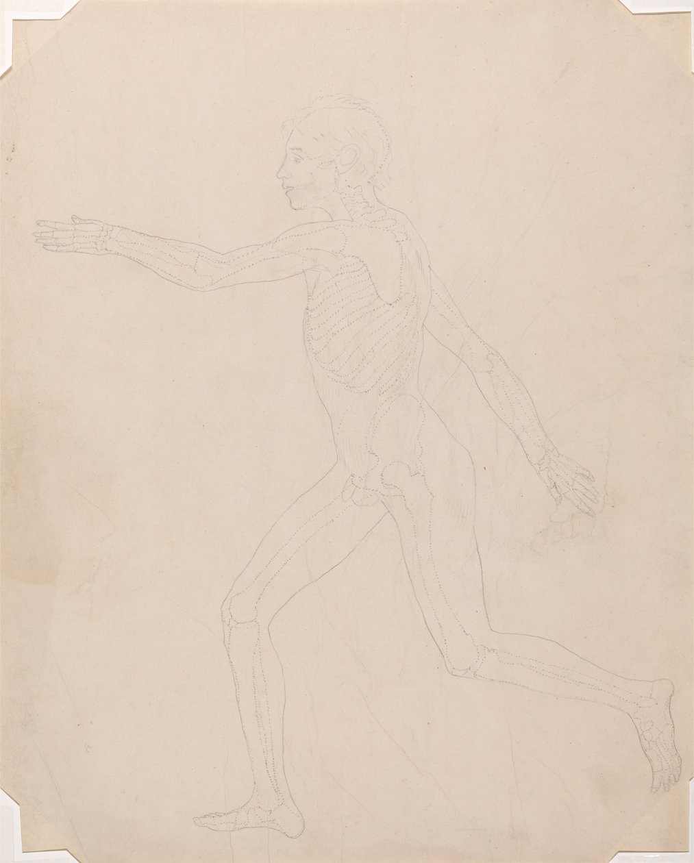 En komparativ anatomisk fremstilling af menneskekroppens struktur med en tiger og en ... af George Stubbs