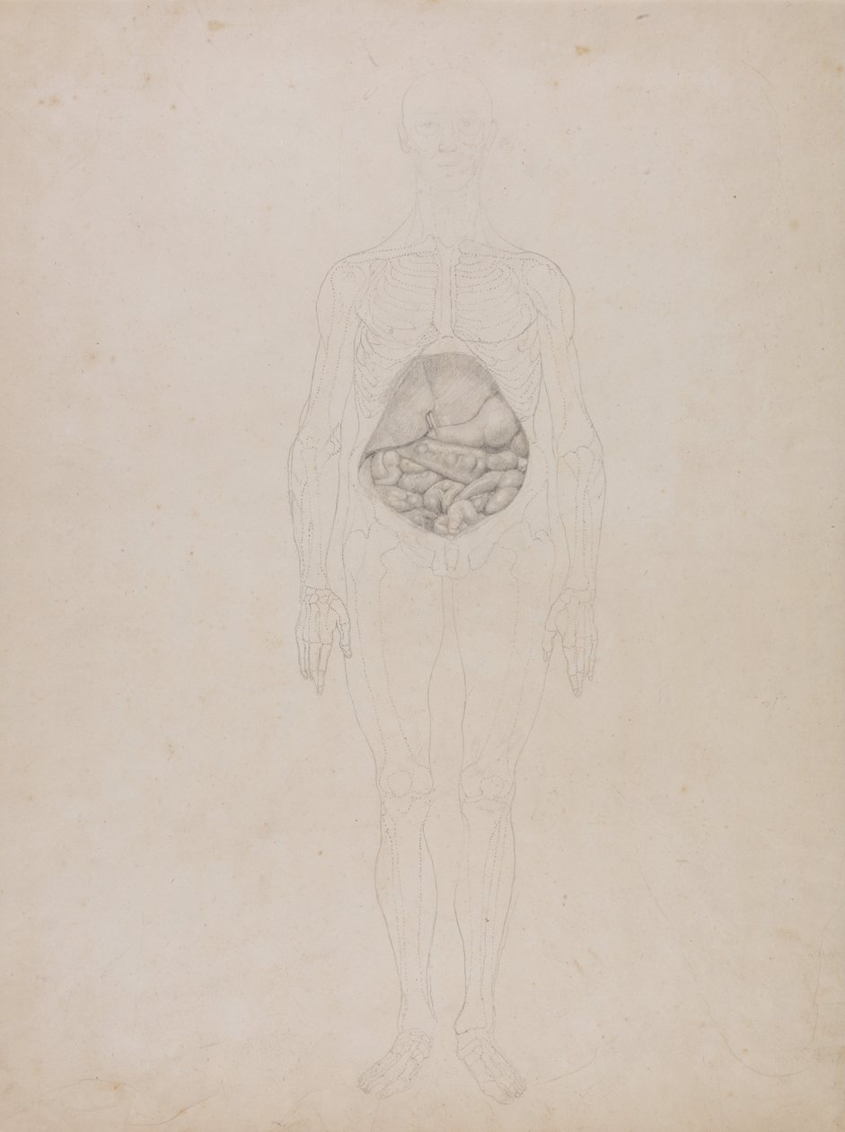 En komparativ anatomisk fremstilling af menneskekroppens struktur med en tiger og en ... af George Stubbs