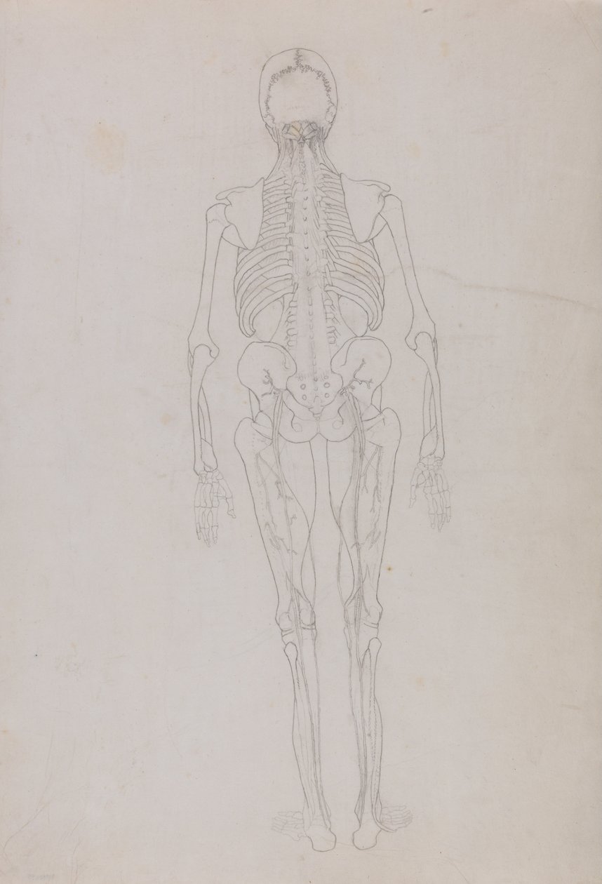 En komparativ anatomisk fremstilling af menneskekroppens struktur med en tiger og en ... af George Stubbs