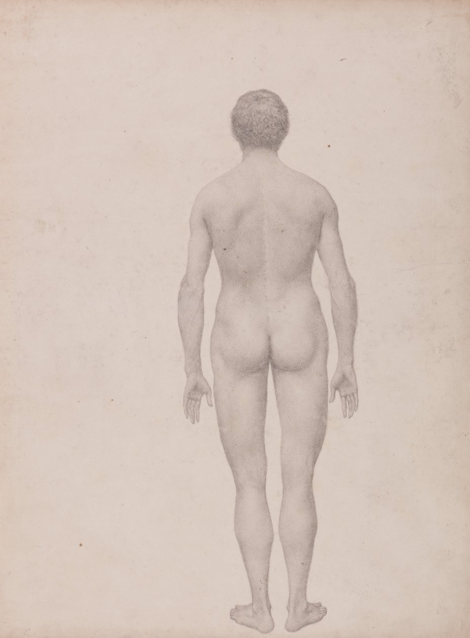 En komparativ anatomisk fremstilling af menneskekroppens struktur med en tiger og en ... af George Stubbs