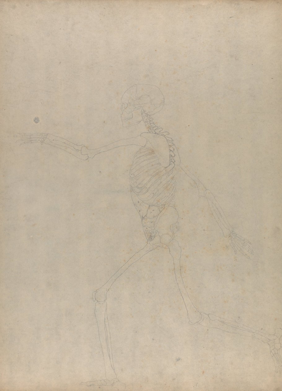 En komparativ anatomisk fremstilling af menneskekroppens struktur med en tiger og en ... af George Stubbs