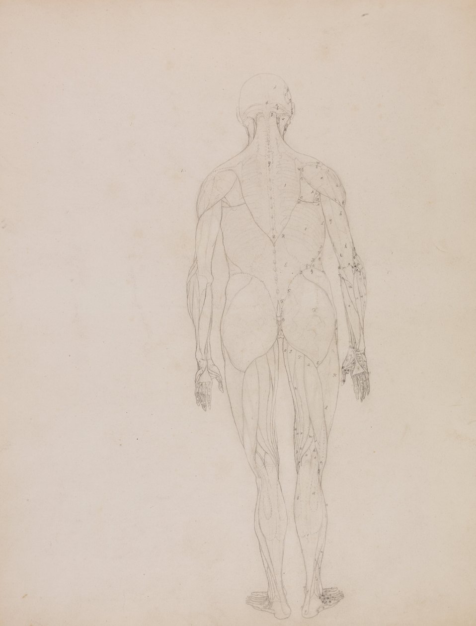 En komparativ anatomisk fremstilling af menneskekroppens struktur med en tiger og en ... af George Stubbs