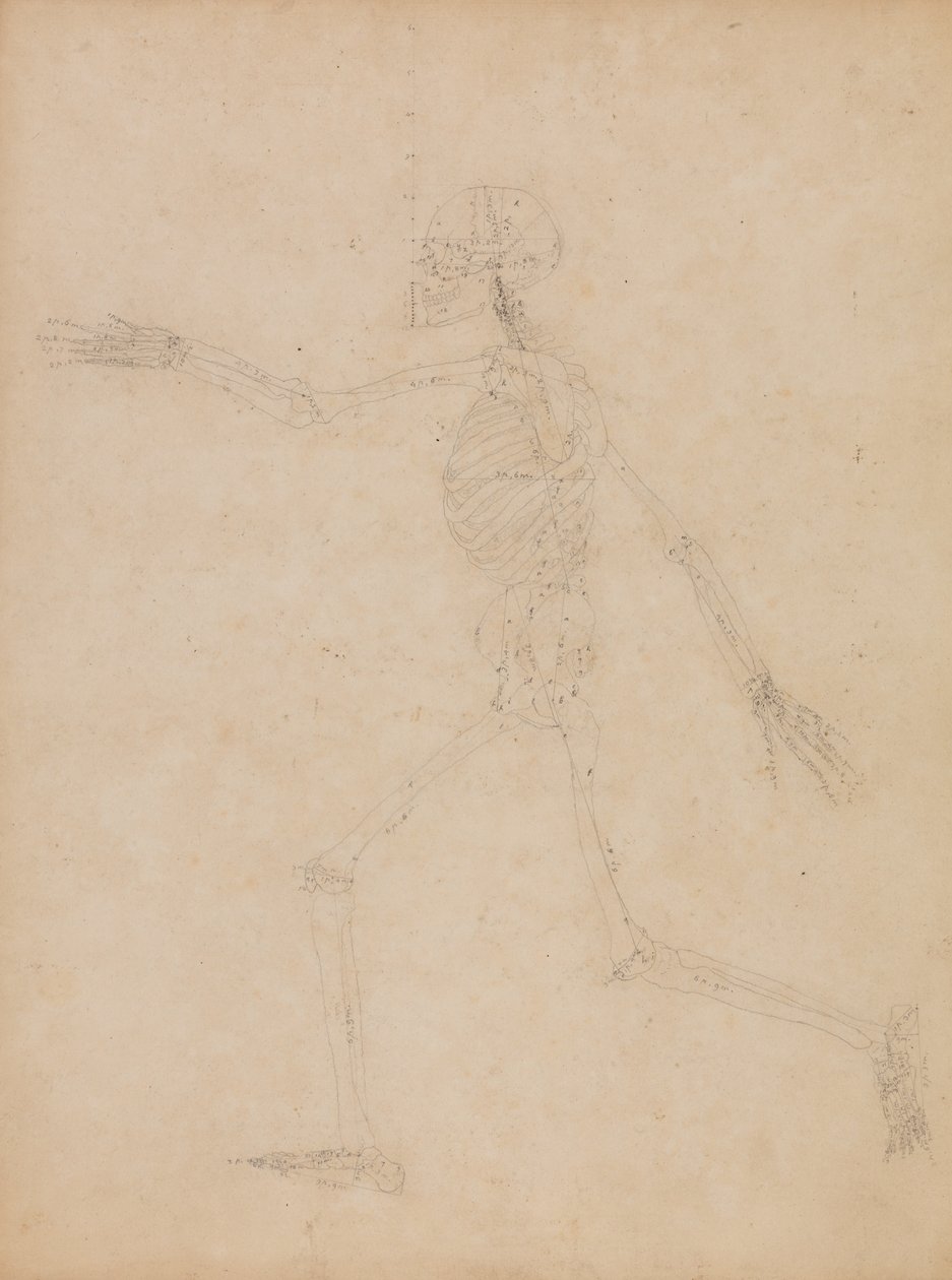 En komparativ anatomisk fremstilling af menneskekroppens struktur med en tiger og en ... af George Stubbs