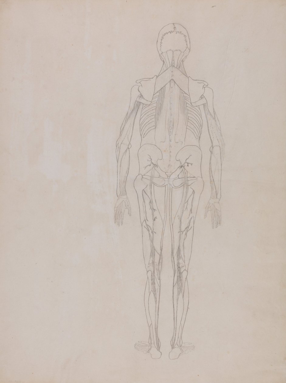 En komparativ anatomisk fremstilling af menneskekroppens struktur med en tiger og en ... af George Stubbs