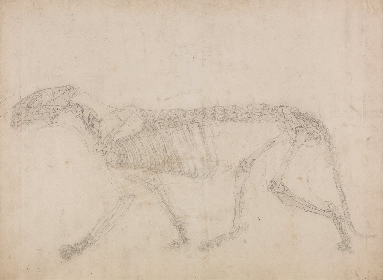 En komparativ anatomisk fremstilling af menneskekroppens struktur med en tiger og en ... af George Stubbs