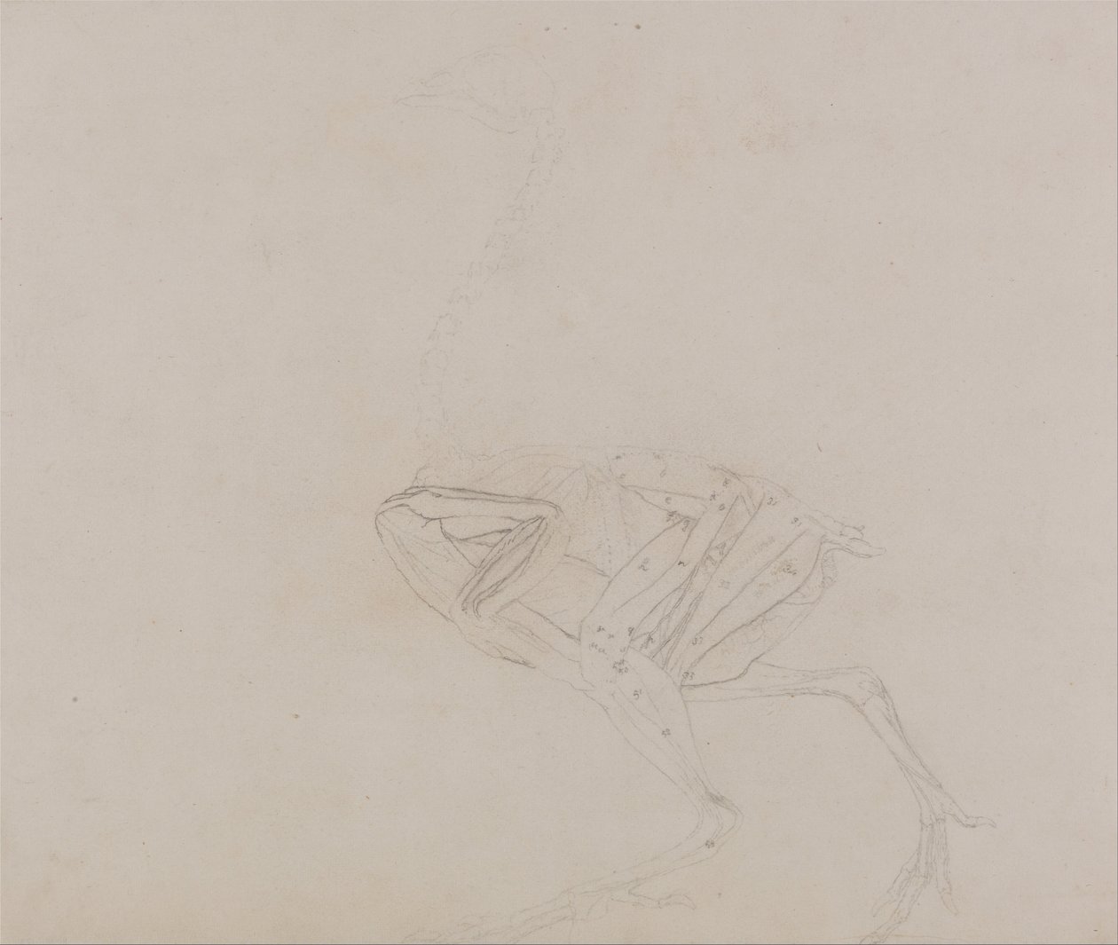 En komparativ anatomisk fremstilling af menneskekroppens struktur med en tiger og en ... af George Stubbs