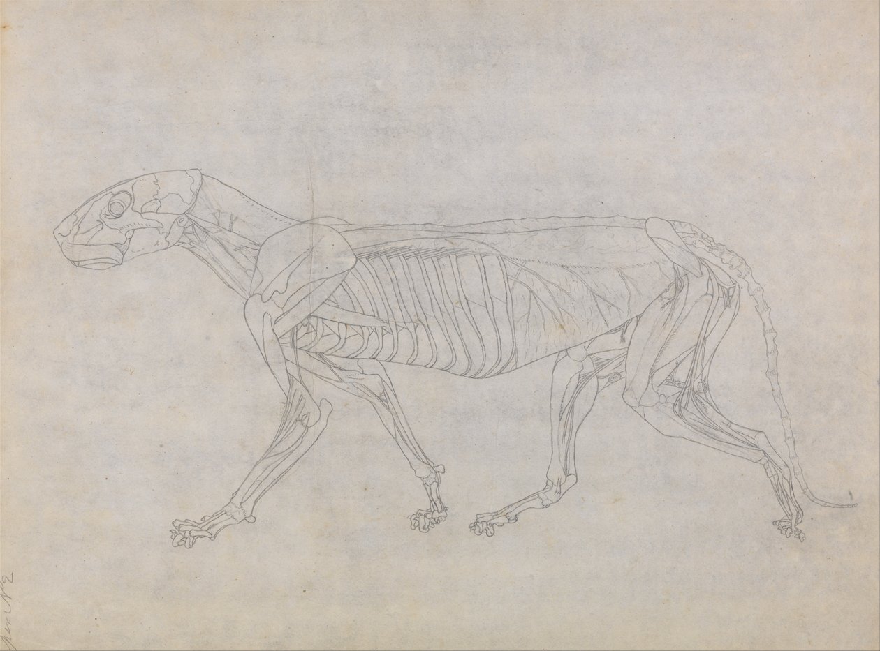 En komparativ anatomisk fremstilling af menneskekroppens struktur med en tiger og en ... af George Stubbs