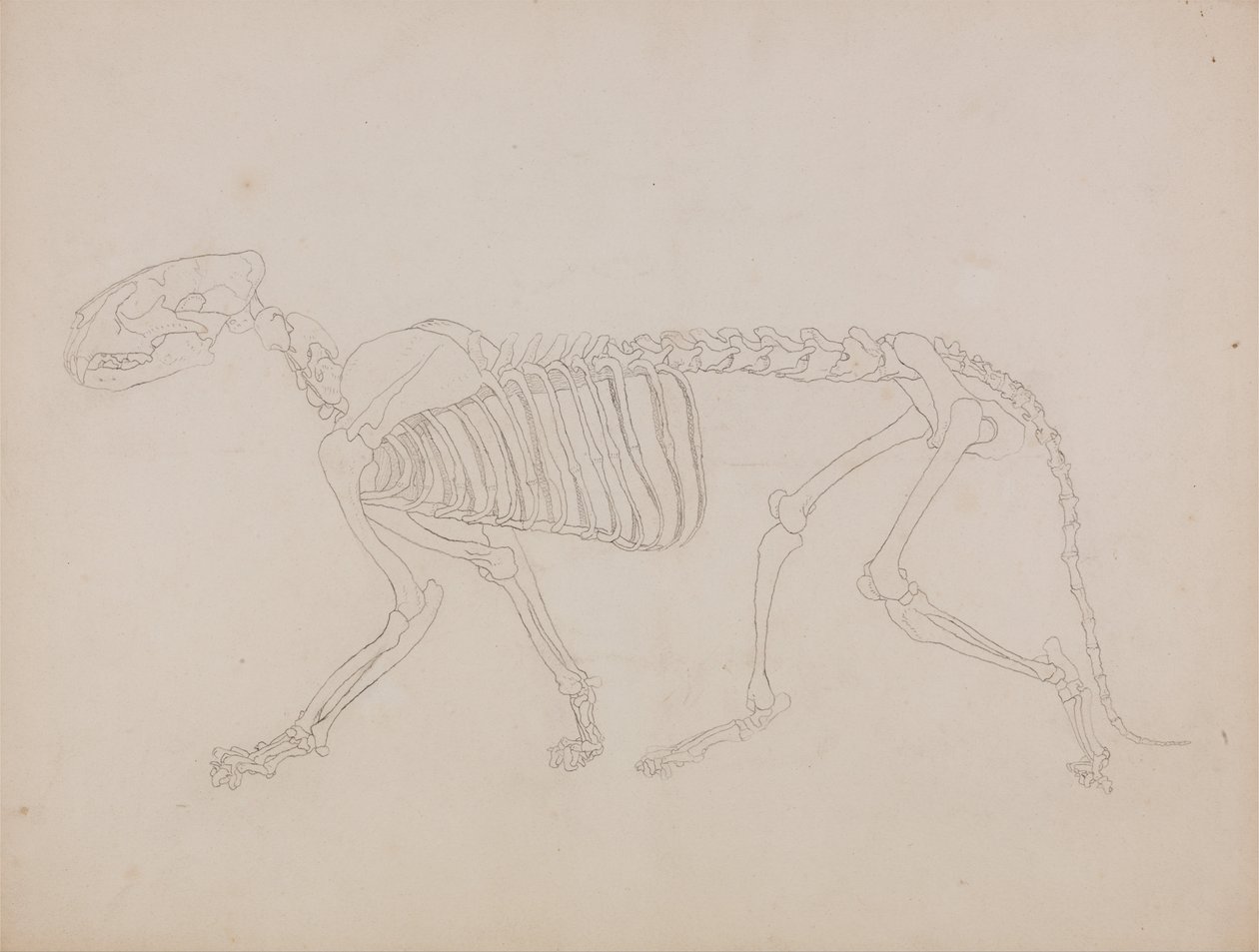 En komparativ anatomisk fremstilling af menneskekroppens struktur med en tiger og en ... af George Stubbs