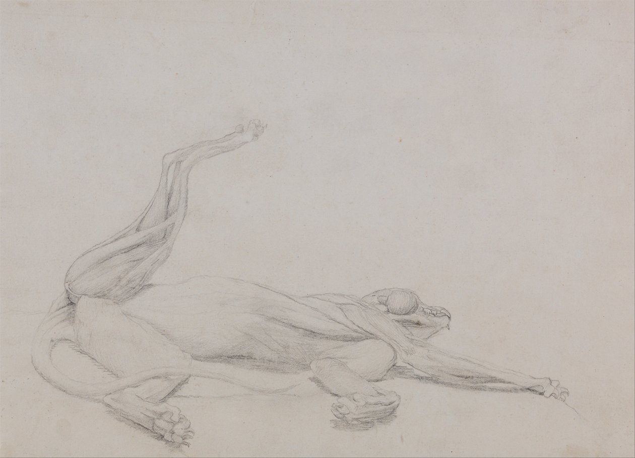 En komparativ anatomisk fremstilling af menneskekroppens struktur med en tiger og en ... af George Stubbs