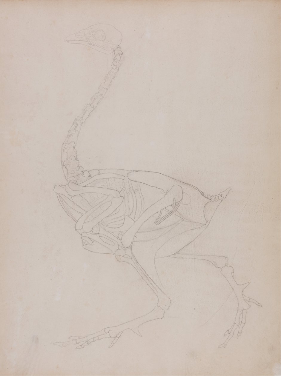 En komparativ anatomisk fremstilling af menneskekroppens struktur med en tiger og en ... af George Stubbs