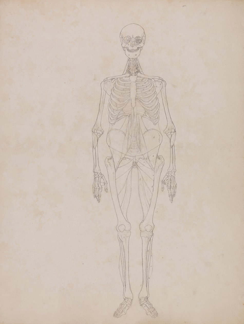 En komparativ anatomisk fremstilling af menneskekroppens struktur med en tiger og en ... af George Stubbs