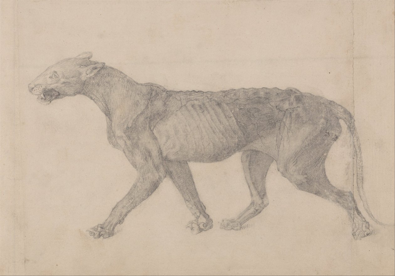 En komparativ anatomisk fremstilling af menneskekroppens struktur med en tiger og en ... af George Stubbs