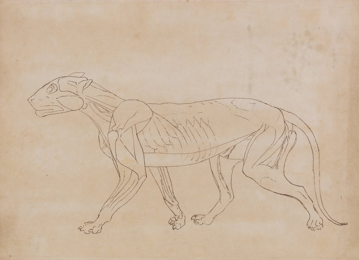 En komparativ anatomisk fremstilling af menneskekroppens struktur med en tiger og en ... af George Stubbs