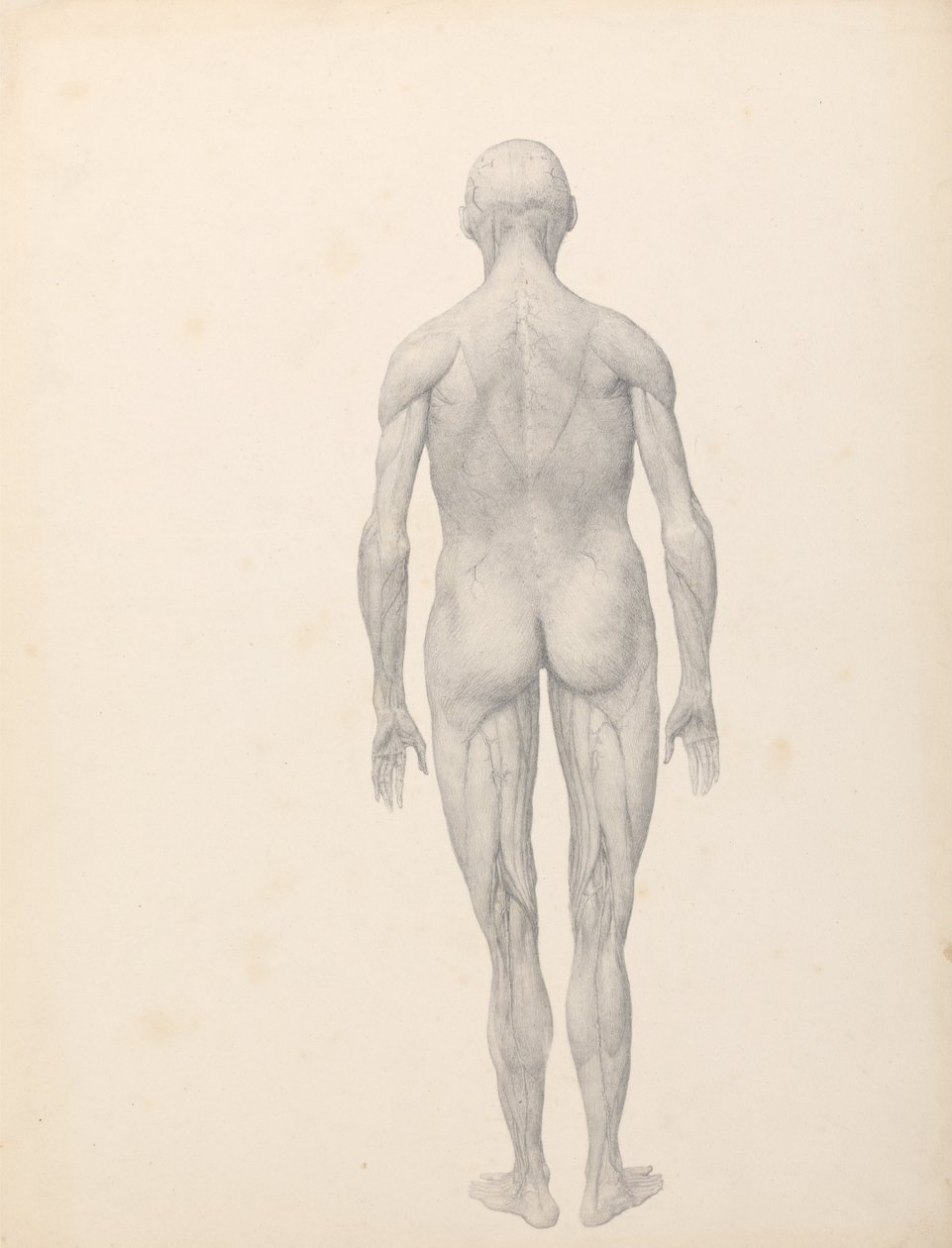 En komparativ anatomisk fremstilling af menneskekroppens struktur med en tiger og en ... af George Stubbs