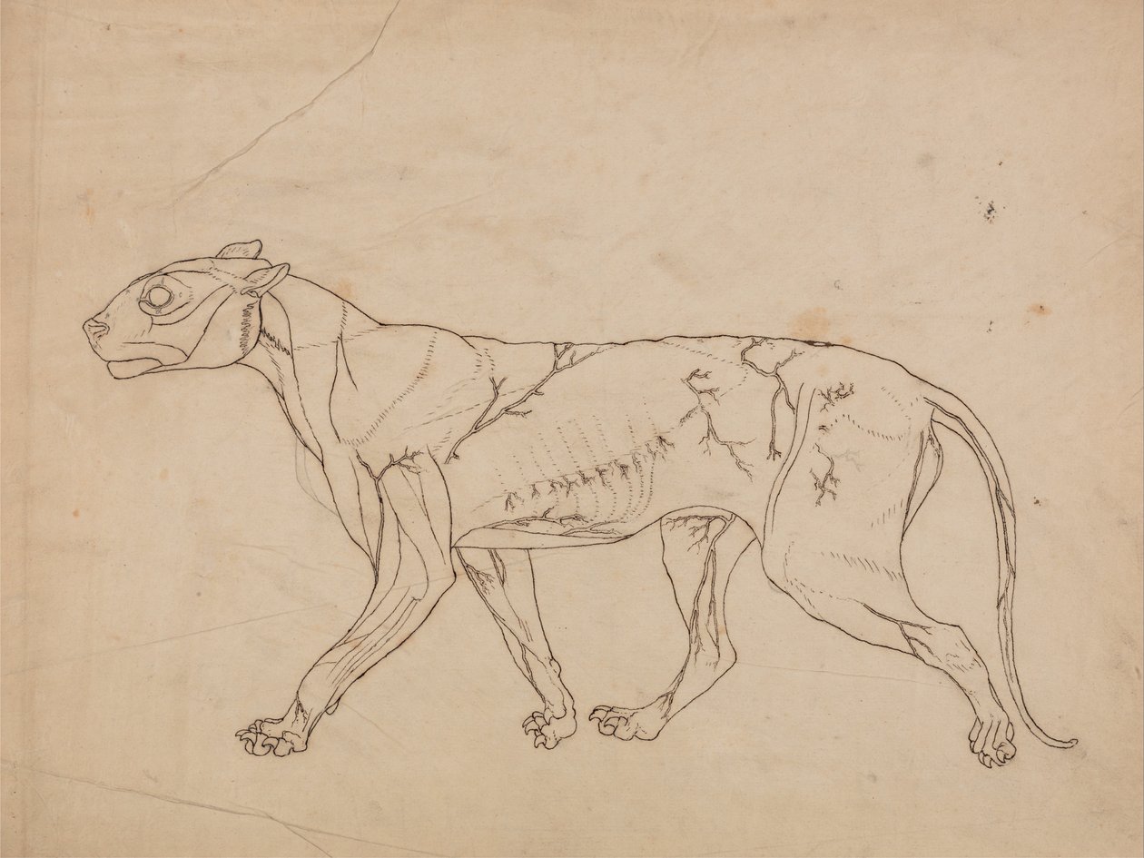 En komparativ anatomisk fremstilling af menneskekroppens struktur med en tiger og en ... af George Stubbs