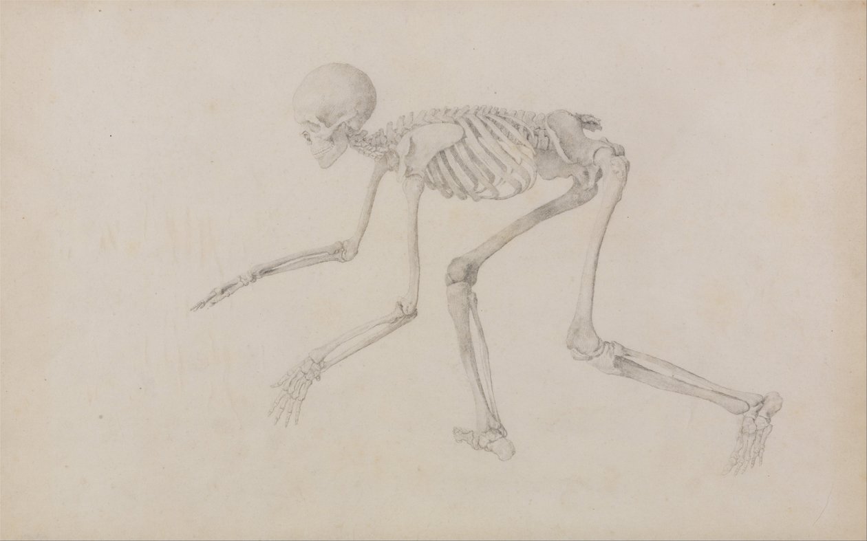 En komparativ anatomisk fremstilling af menneskekroppens struktur med en tiger og en ... af George Stubbs