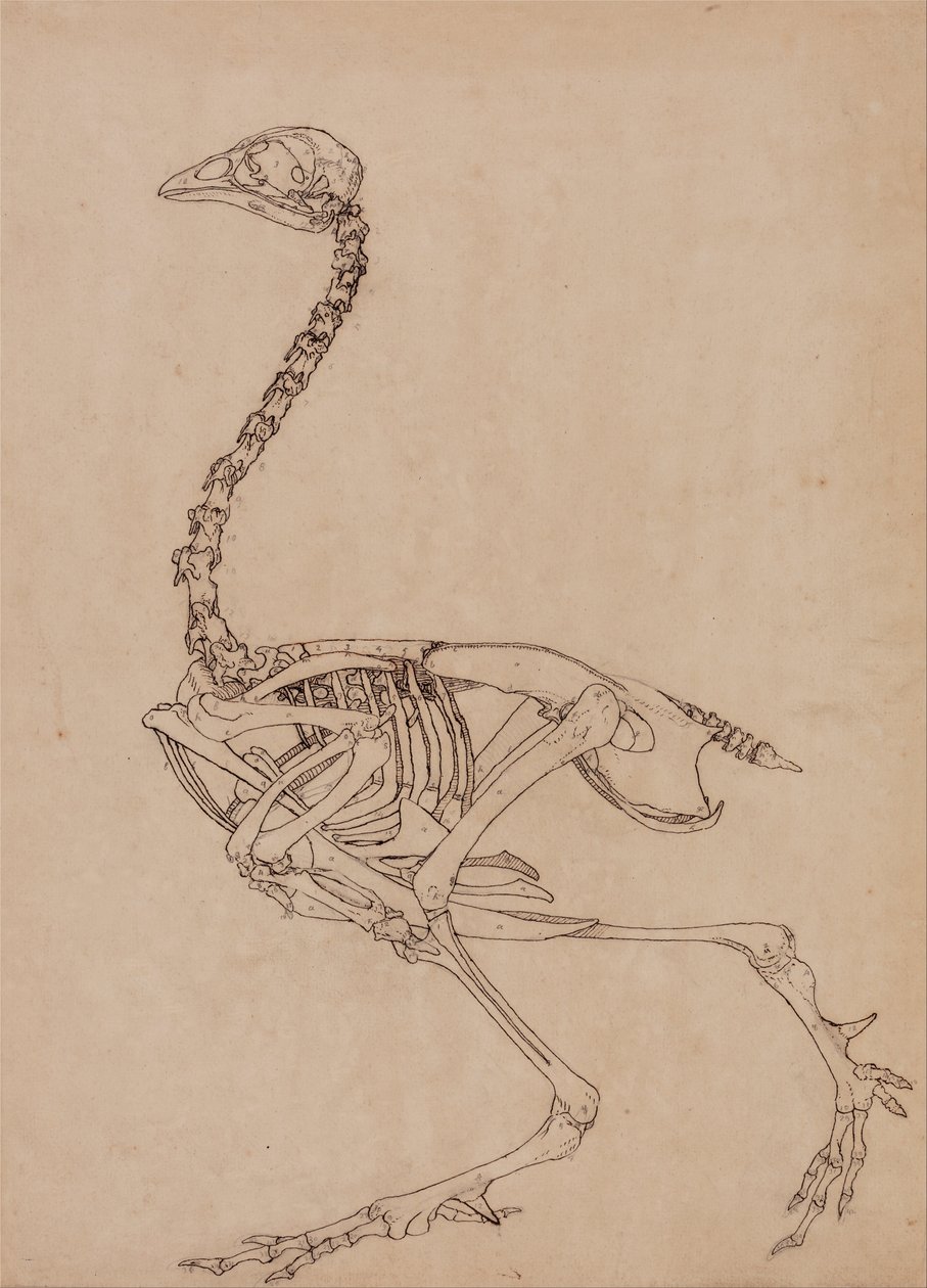 En komparativ anatomisk fremstilling af menneskekroppens struktur med en tiger og en ... af George Stubbs