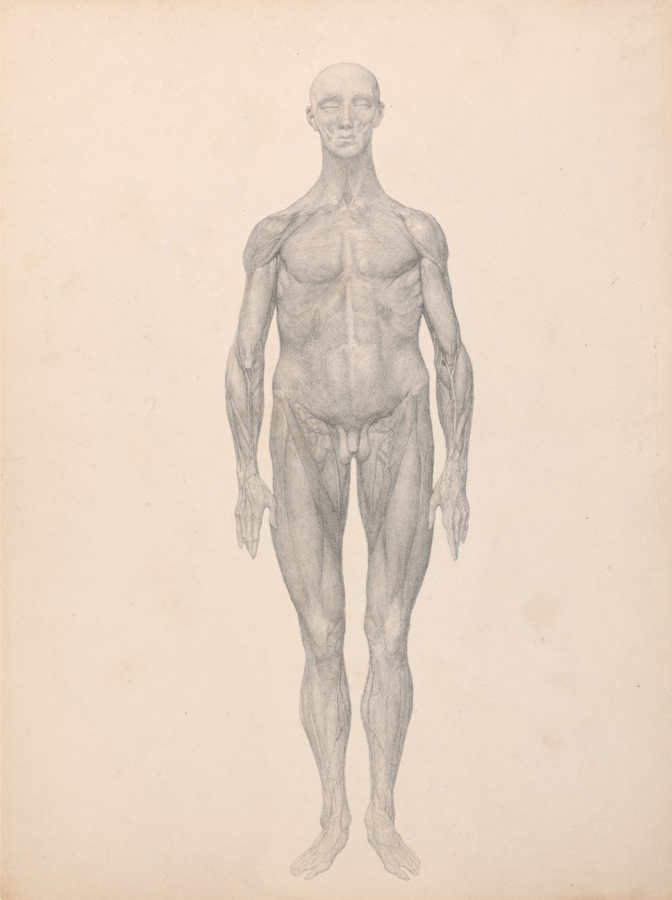 En komparativ anatomisk fremstilling af menneskekroppens struktur med en tiger og en ... af George Stubbs