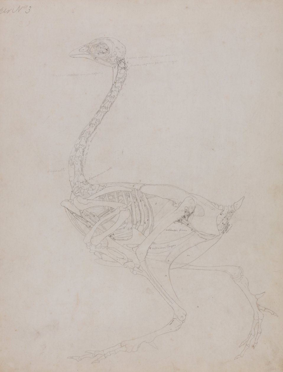 En komparativ anatomisk fremstilling af menneskekroppens struktur med en tiger og en ... af George Stubbs