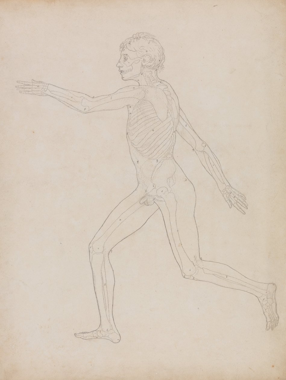 En komparativ anatomisk fremstilling af menneskekroppens struktur med en tiger og en ... af George Stubbs