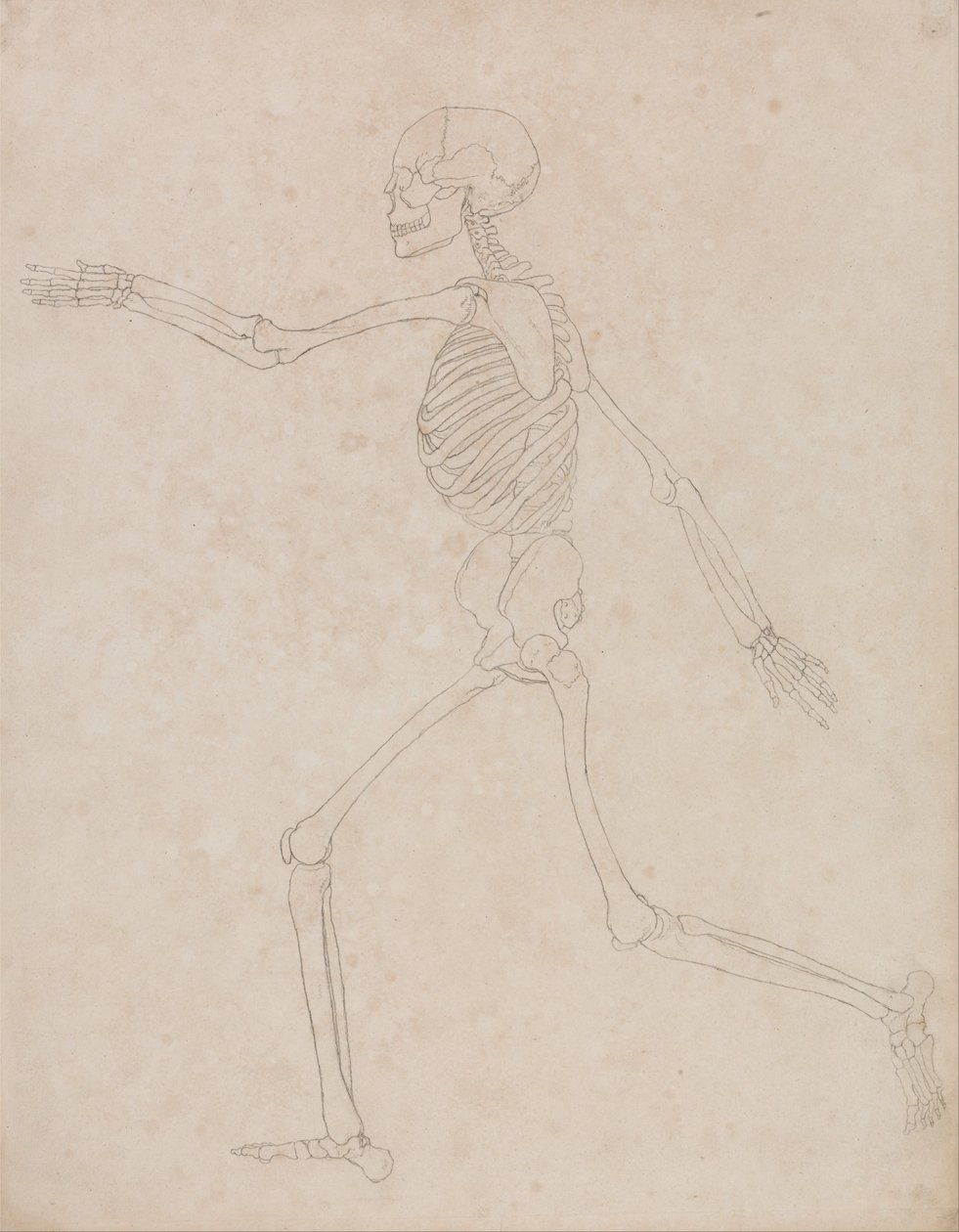 En komparativ anatomisk fremstilling af menneskekroppens struktur med en tiger og en ... af George Stubbs
