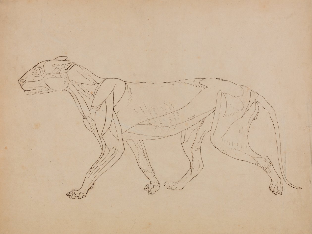 En komparativ anatomisk fremstilling af menneskekroppens struktur med en tiger og en ... af George Stubbs