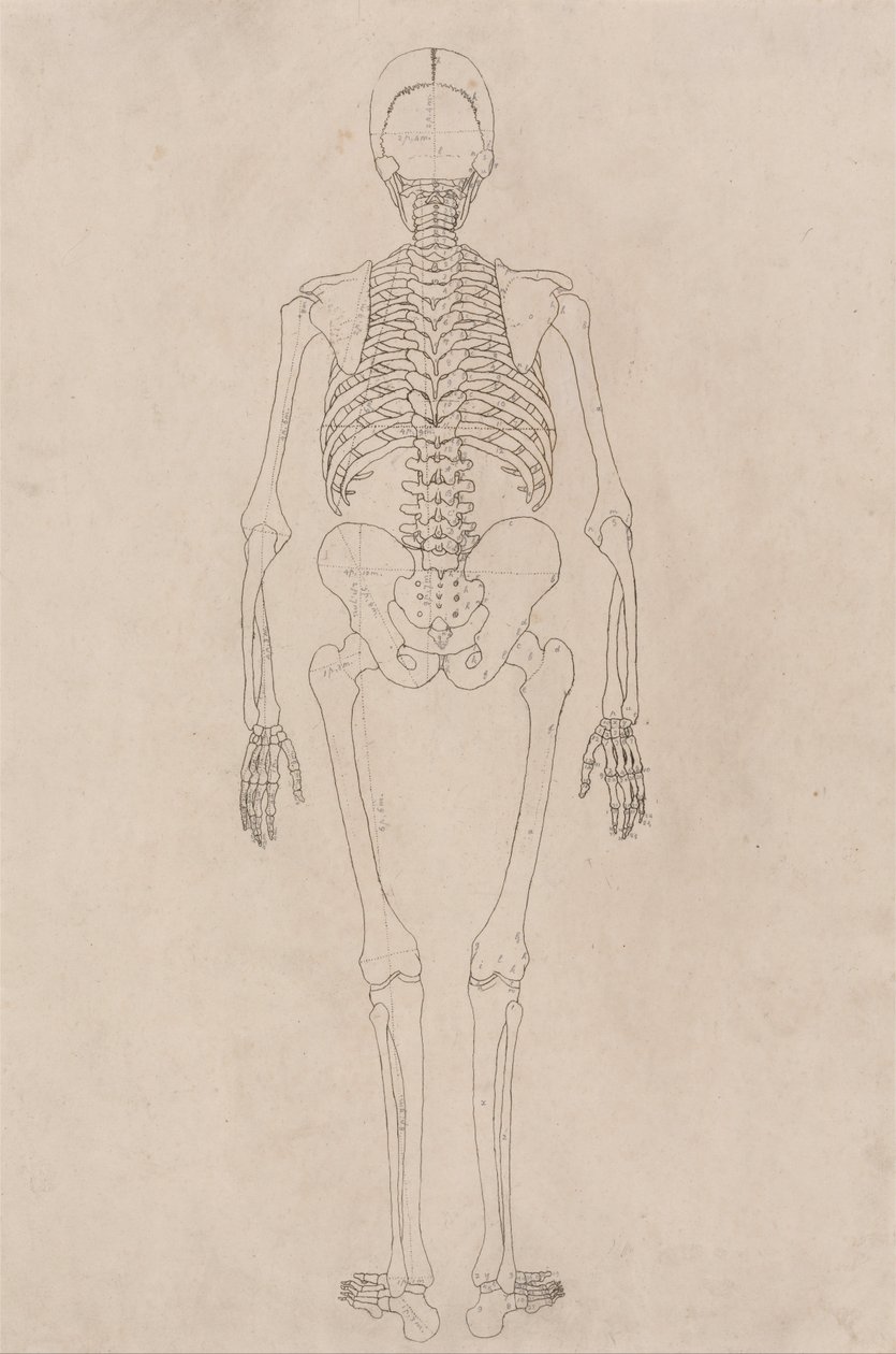 En komparativ anatomisk fremstilling af menneskekroppens struktur med en tiger og en ... af George Stubbs