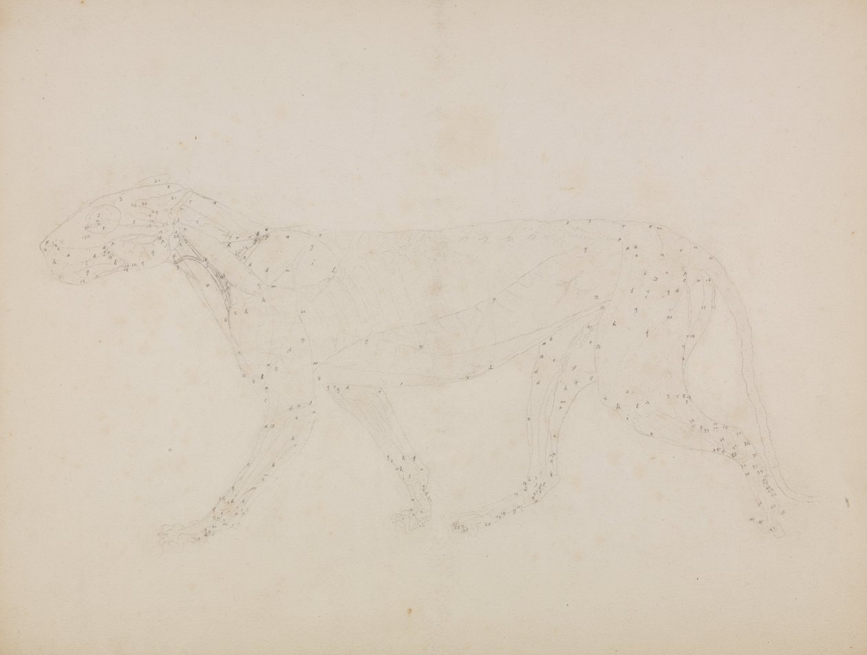 En komparativ anatomisk fremstilling af menneskekroppens struktur med en tiger og en ... af George Stubbs