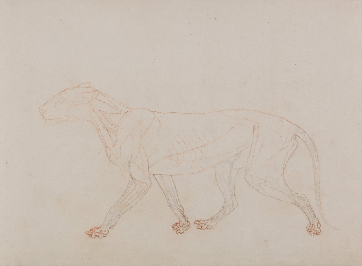 En komparativ anatomisk fremstilling af menneskekroppens struktur med en tiger og en ... af George Stubbs