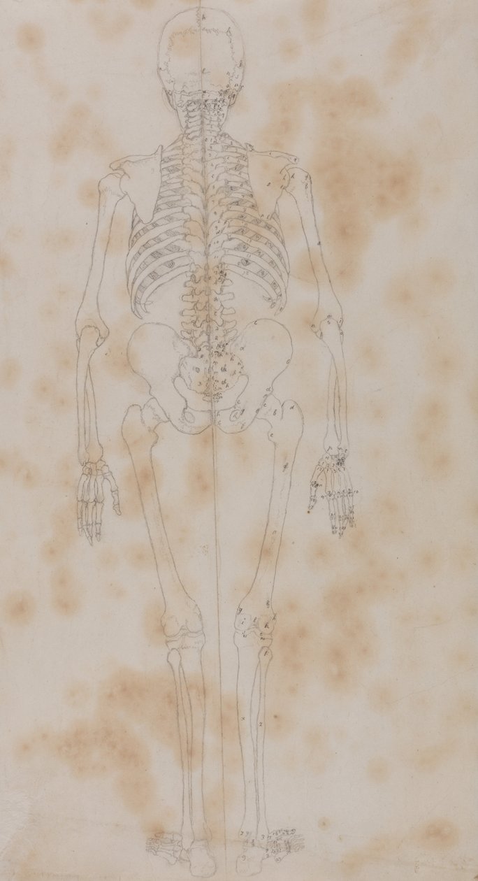 En komparativ anatomisk fremstilling af menneskekroppens struktur med en tiger og en ... af George Stubbs