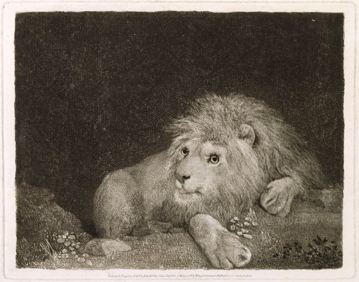 A Lion (A Recumbent Lion) indgraveret af kunstneren, pub. 1788 af George Stubbs