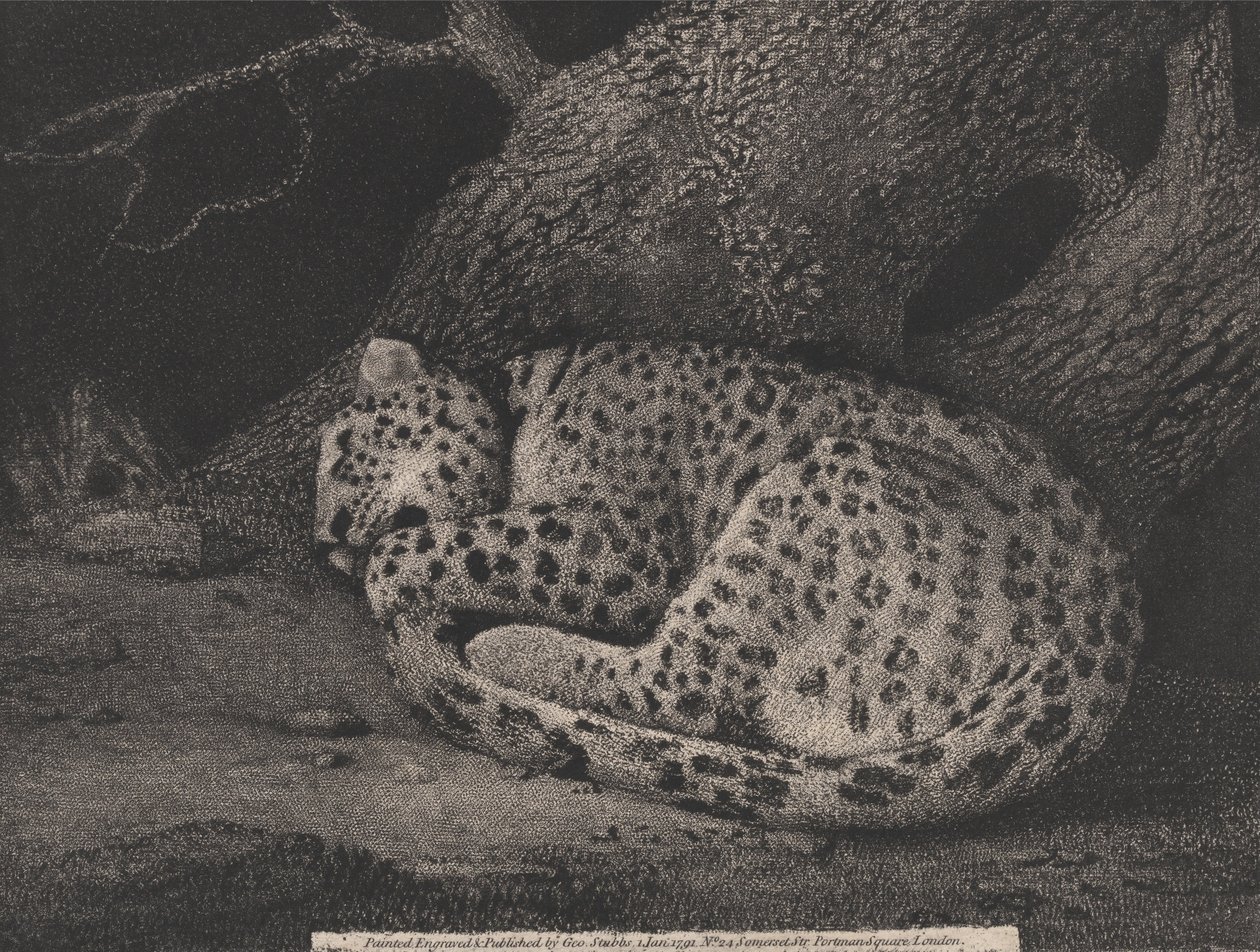 En sovende leopard af George Stubbs