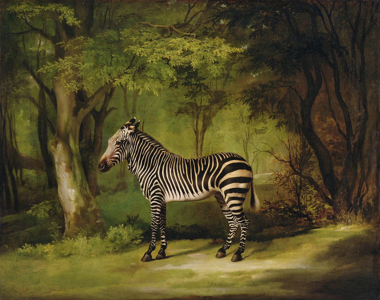 En zebra, 1763 af George Stubbs