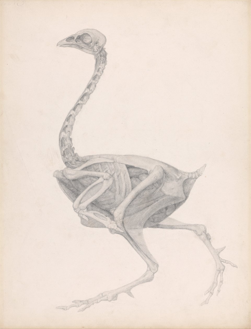 En komparativ anatomisk fremstilling af strukturen af en struds menneskekrop af George Stubbs
