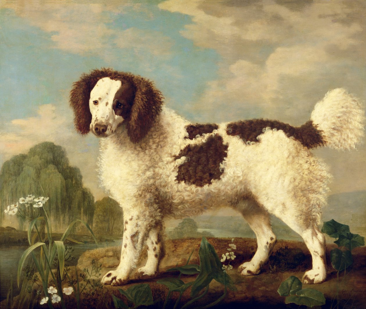 Brun og hvid Norfolk eller vandspaniel, 1778 af George Stubbs