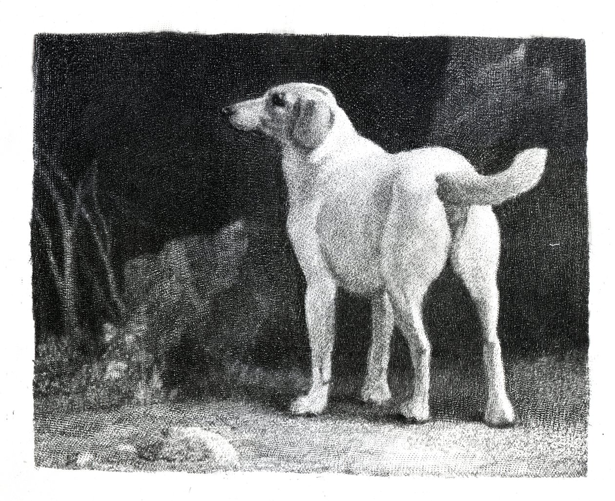 Hund, 1788 af George Stubbs