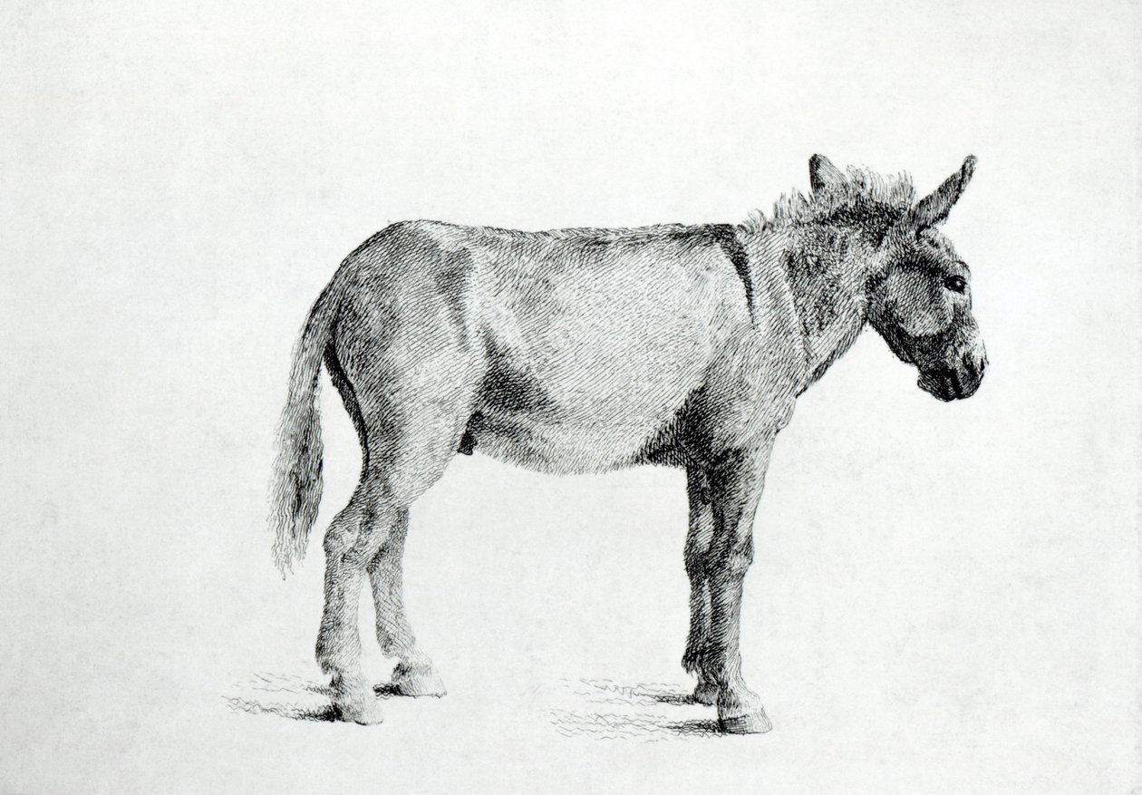 Æsel 1766 (pen og blæk på papir) af George Stubbs