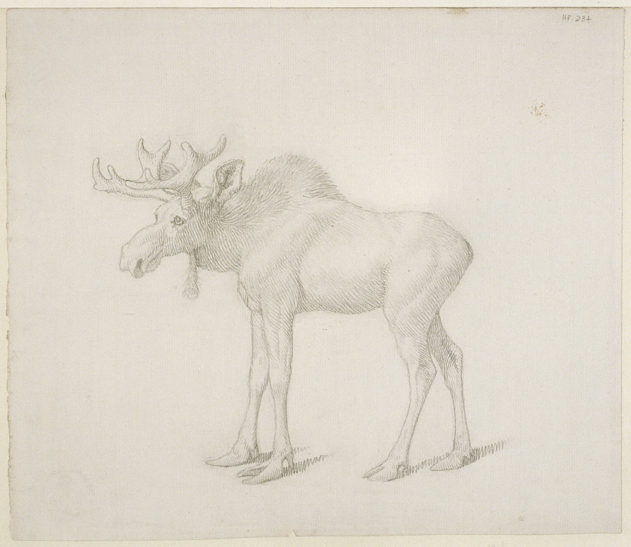 Tegning af hertugen af Richmonds anden tyrelg af George Stubbs